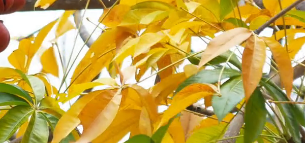 putidaru  : Sterculia foetida Linn.