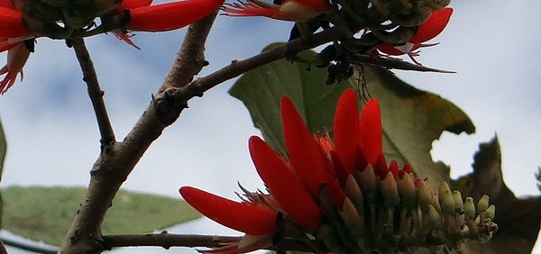 paribhadra  : Erythrina indica Lam., Erythrina variegata Linn.