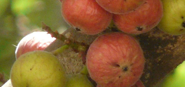 udumbara  : Ficus racemosa Linn. Ficus glomerata