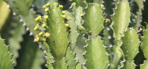 vajrakantaka  : Euphorbia antiquorum Linn. 