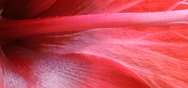 japa  : Hibiscus rosa-sinensis Linn. 