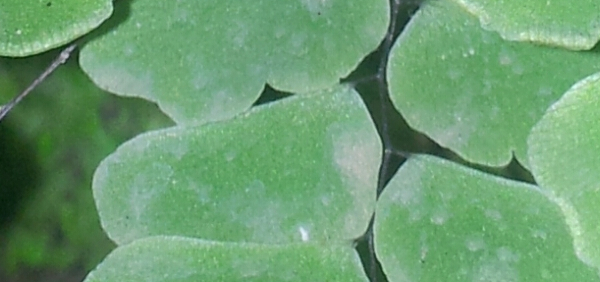hamsaraja  : Adiantum philippense Linn.,Adiantum lunulatum 