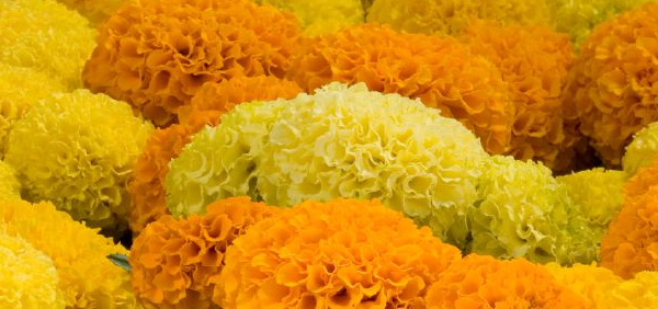 genda  : Tagetus erecta Linn.