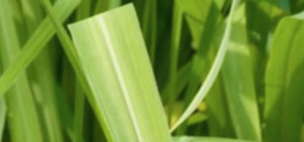 dhyamaka  : Cymbopogon martinii Wats., Andropogon martinii Roxb.