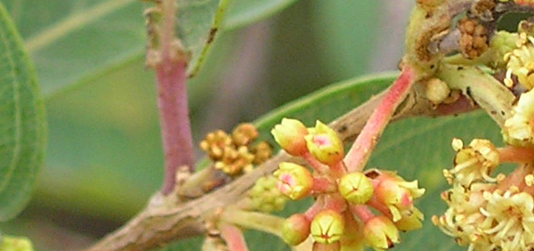 dhava  : Anogeissus latifolia Wall. 