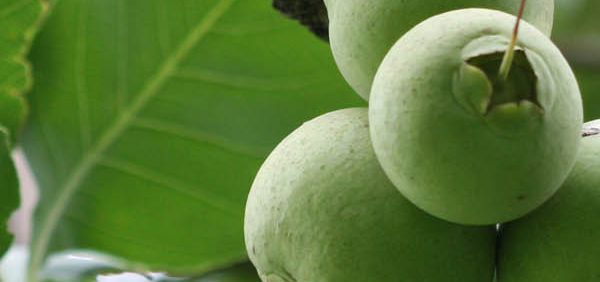 kumbhi : Careya arborea Roxb.