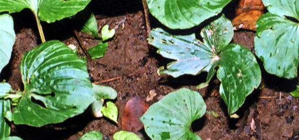 padmacarini padmarcarini : Nervilia aragoana Gaud., Pogonia flabelliformis Lindl. 