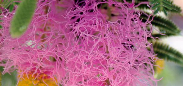 vellantara  : Dichrostachys cinerea (Linn) W&A, Mimosa cinerea 