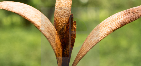 ashvakarna  : Dipterocarpus alatus Roxb. 