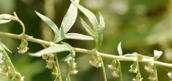 nagadamni  : Artemisia vulgaris Linn., Artemisia nilagirica Pamp. 
