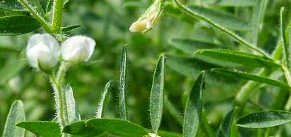 masura  : Lens esculenta Moench.