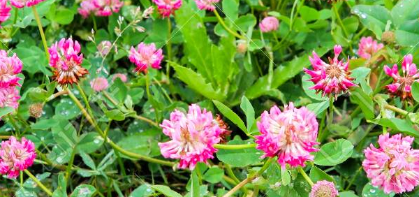 vanaharidra  : Trifolium pratense 