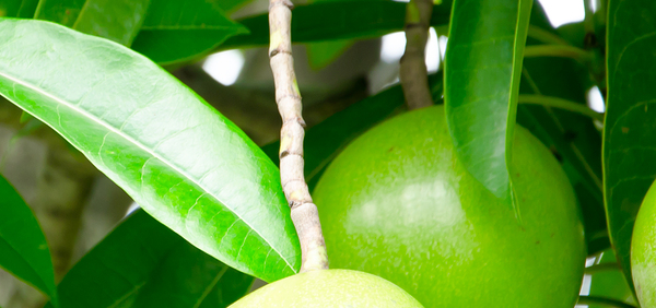 auddalaka  : Cerbera odollam Gaertn.