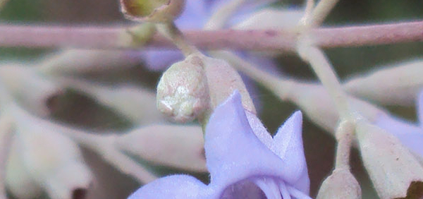 sinduvara  : Vitex trifolia Linn. 