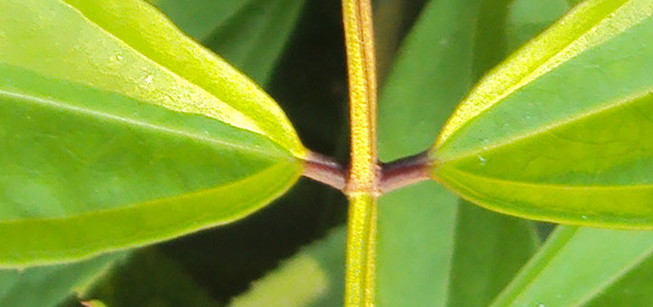 hemamalati  : Myxopyrum serratulum A.W.Hill 