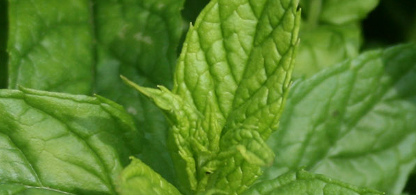 putiha  : Mentha spicia (spicate), Mentha viridis, Mentha sylvestris Linn. 