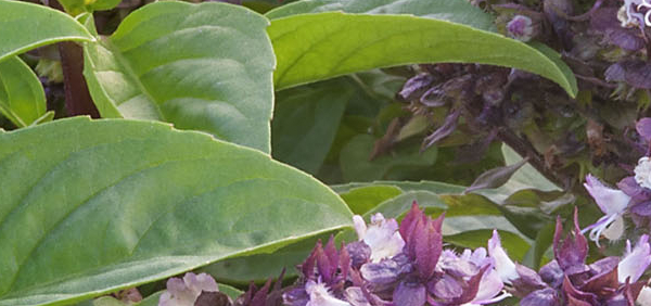 marubaka : Ocimum caryophyllatum Roxb.