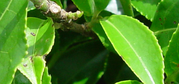 syamaparni  : Camellia sinensis O. Kuntze, Camellia theifera Link. 