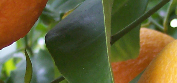 nimbu  : Citrus aurantium Linn. 