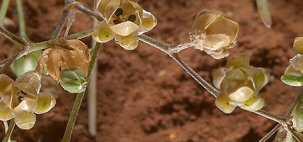 phanya  : Mollugo cerviana Ser.