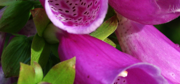 tilapushpi  : Digitalis purpurea Linn.