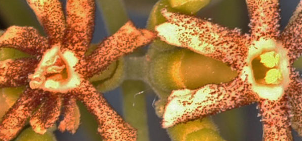 mushka : Schrebera swietenioides Roxb.