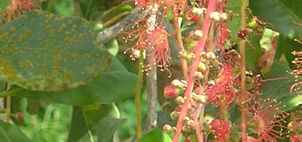 hijjala  : Barringtonia acutangula Gaertn. 