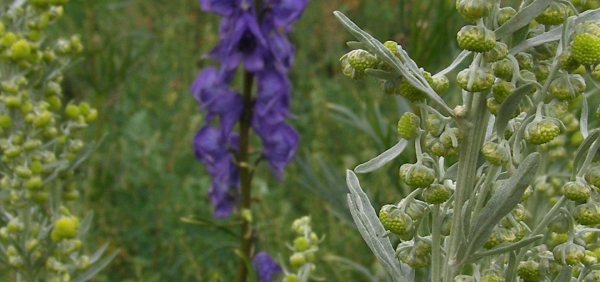 damanaka  : Artemisia sieversiana Willd. 