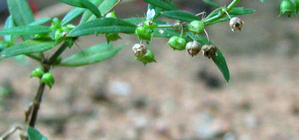 kshetra parpata  : Oldenlandia corymbosa Linn., Oldenlandia  biflora, Oldenlandia herbacea 