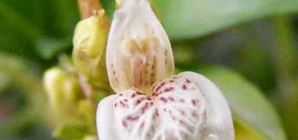 vataghni  : Justicia gendarussa Burm.f., Gendarussa vulgaris Nees.