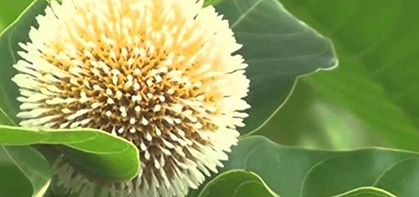 kadamba  : Anthocephalus indicus A. Rich., Anthocephalus cadamba Miq.