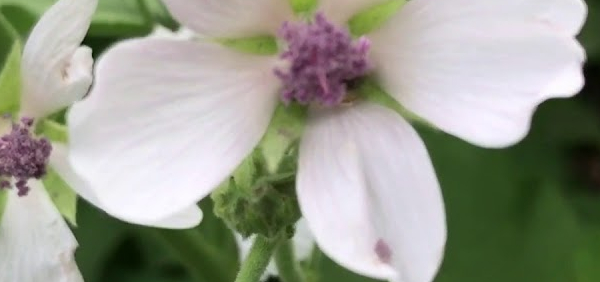 khatmi : Althea officinalis Linn.