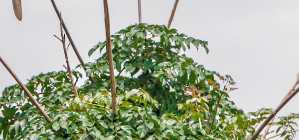 syonaka : Oroxylum indicum Vent.