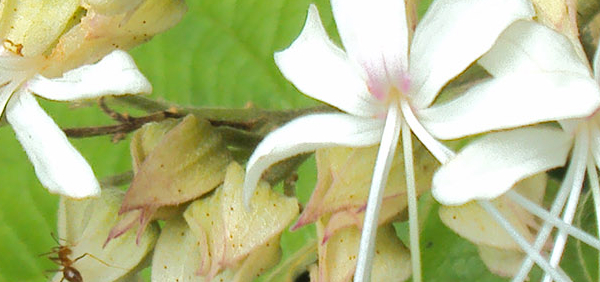 bhandira : Clerodendrum infortunatum Linn., Clerodendrum  viscosum 