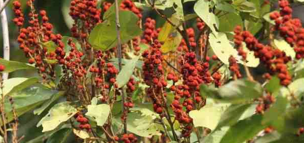 kampillaka : Mallotus philippinensis Muell.-Arg.