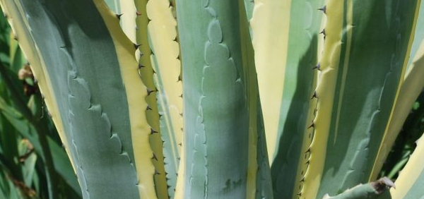 kantala : Agave americana Linn., Agave cantula, Agave cantala