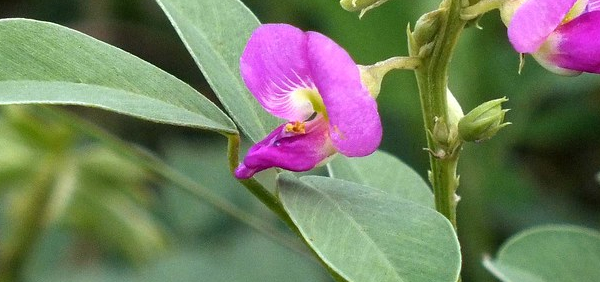 shathi  : Tephrosia purpurea Pers. 