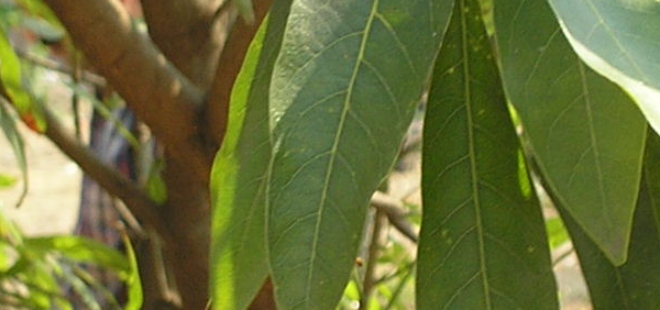madhuka  : Madhuca longifolia Linn., Bassia longifulia 