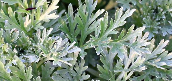 indhana : Artemisia absinthium Linn. 