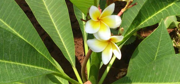 kshiracampaka  : Plumeria rubra Linn., Plumeria acutifolia Poir.