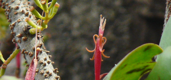 banaphsha : Loranthus falcatus Linn. 