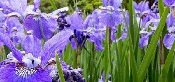 haimavati vaca  : Iris vesicolor Thunb., Iris germanica Linn.