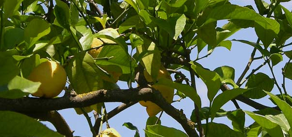 shirisha  : Citrus decumana Linn.