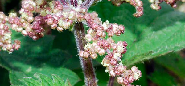 bichu (hindi) : Urtica dioica Linn.