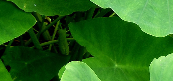 katchu : Arum colocasia, Arum antiquorum, Theobroma cacao Linn. 