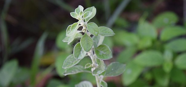 bhadrika: Aerva lanata (Linn.) Juss.ex Schultes