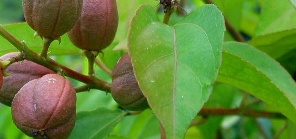 jayapala  : Croton tiglium Linn.