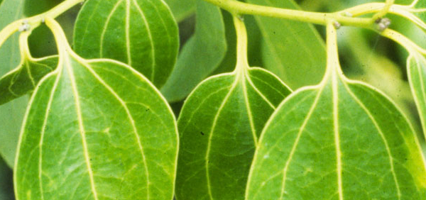 tejpatra : Cinnamomum tamala Nees & Eberm.