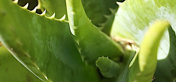 kumari  : Aloe vera Linn., Aloe barbadensis 