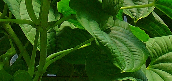 madhvalu : Dioscorea esculenta 